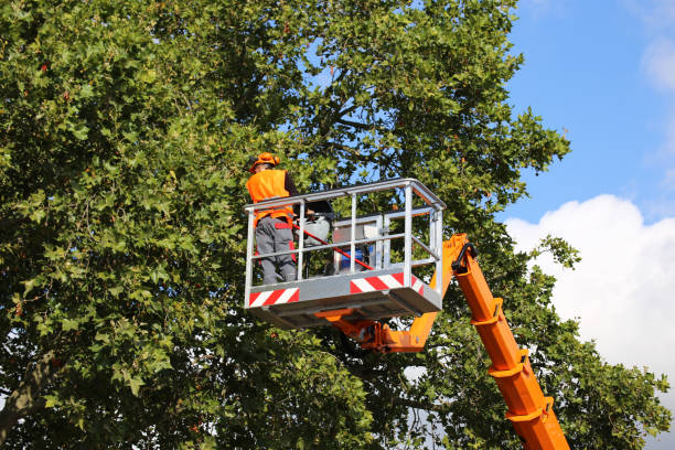 Leaf Removal in Rowland, NC